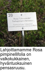 Lahjoittamamme Rosa pimpinellifolia on valkokukkainen, hyvntuoksuinen pensasruusu.
